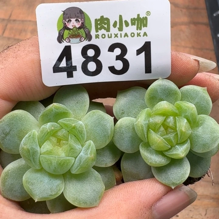 多肉植物多肉植物