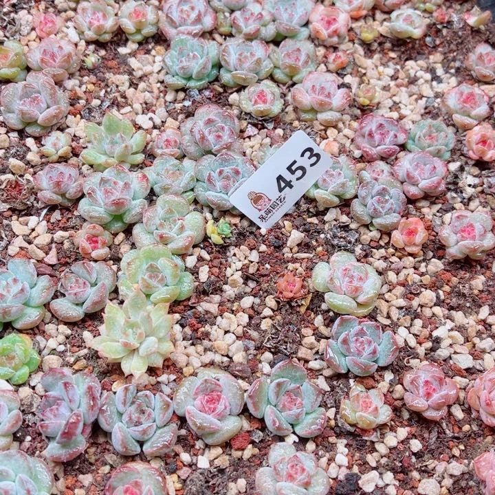 溺****多肉植物多肉植物