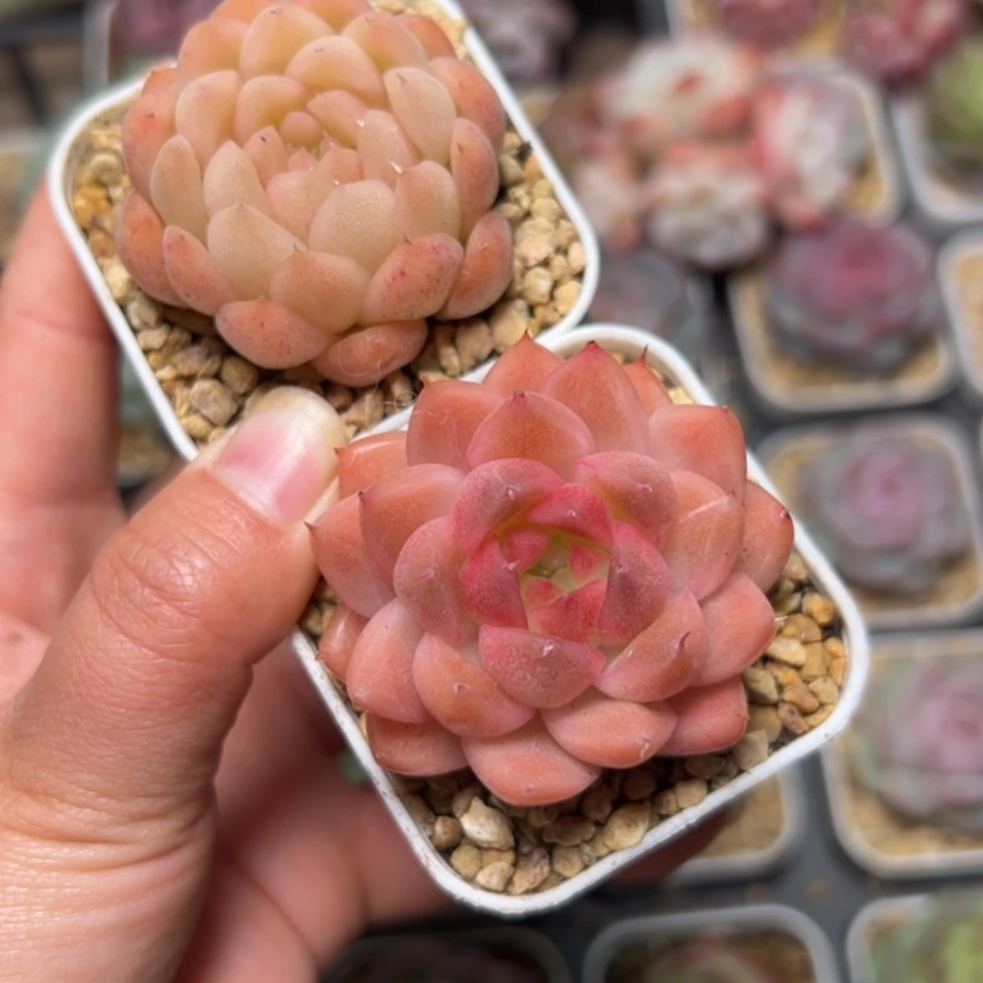 肉**?781 多肉植物组合盆栽