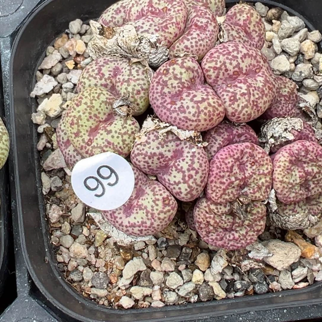 多肉植物111111111111111