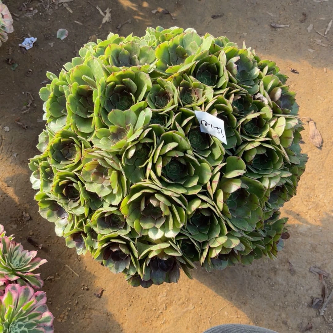 12-1-53万拉丝绣球