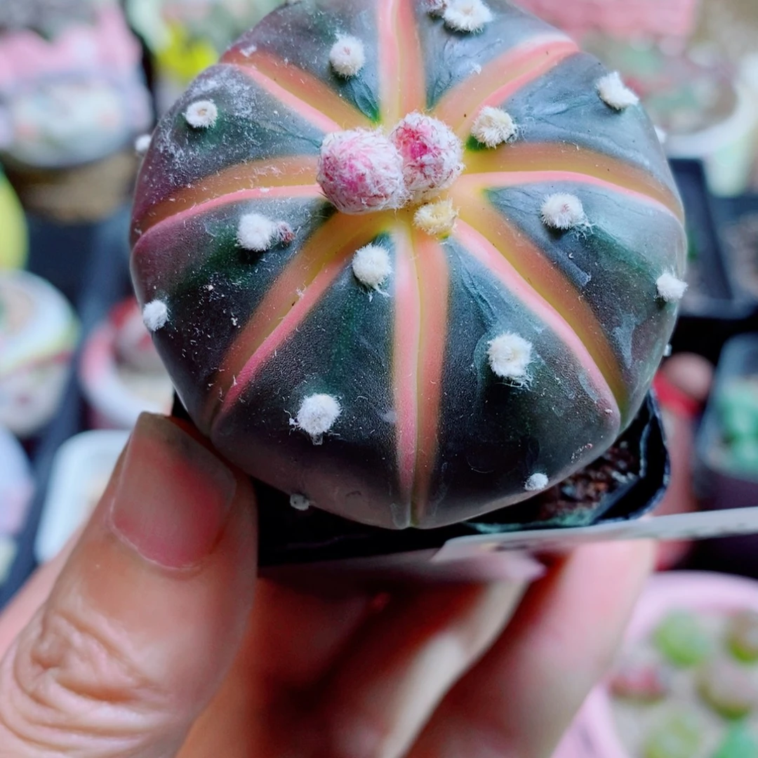 生石花花花花花花558