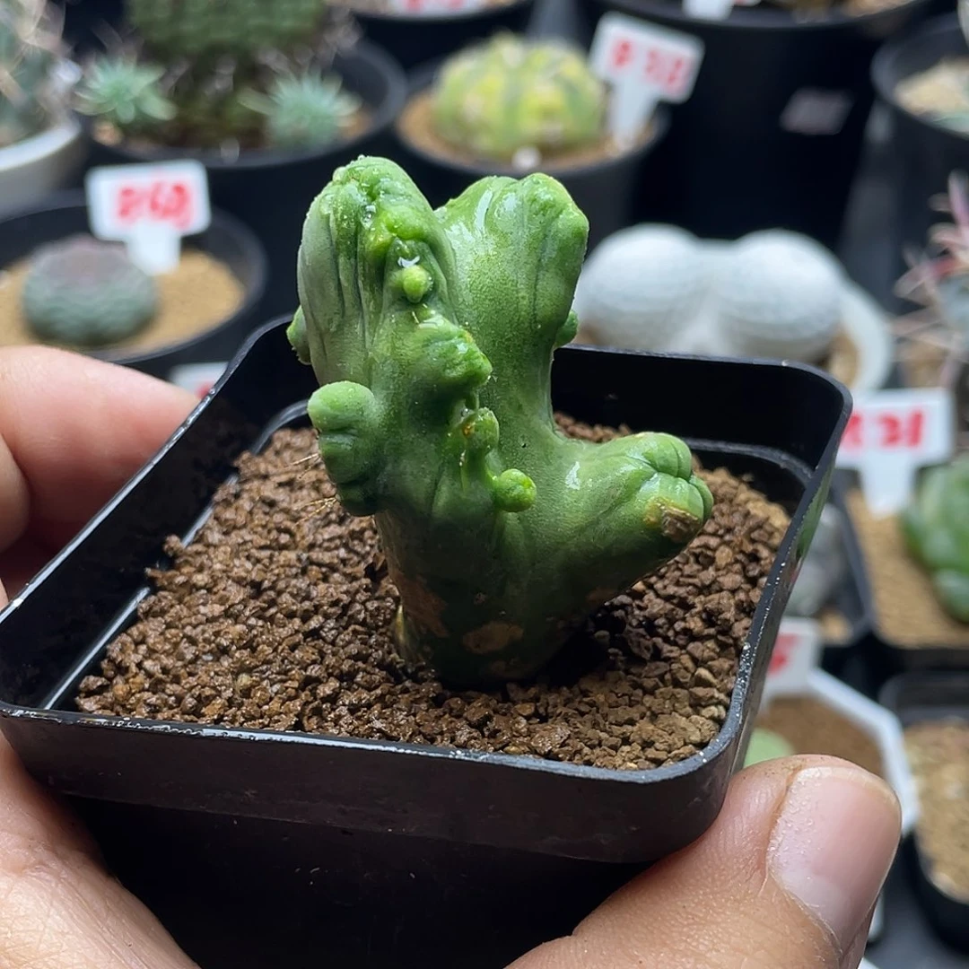 程程柱缀化 脱土包邮