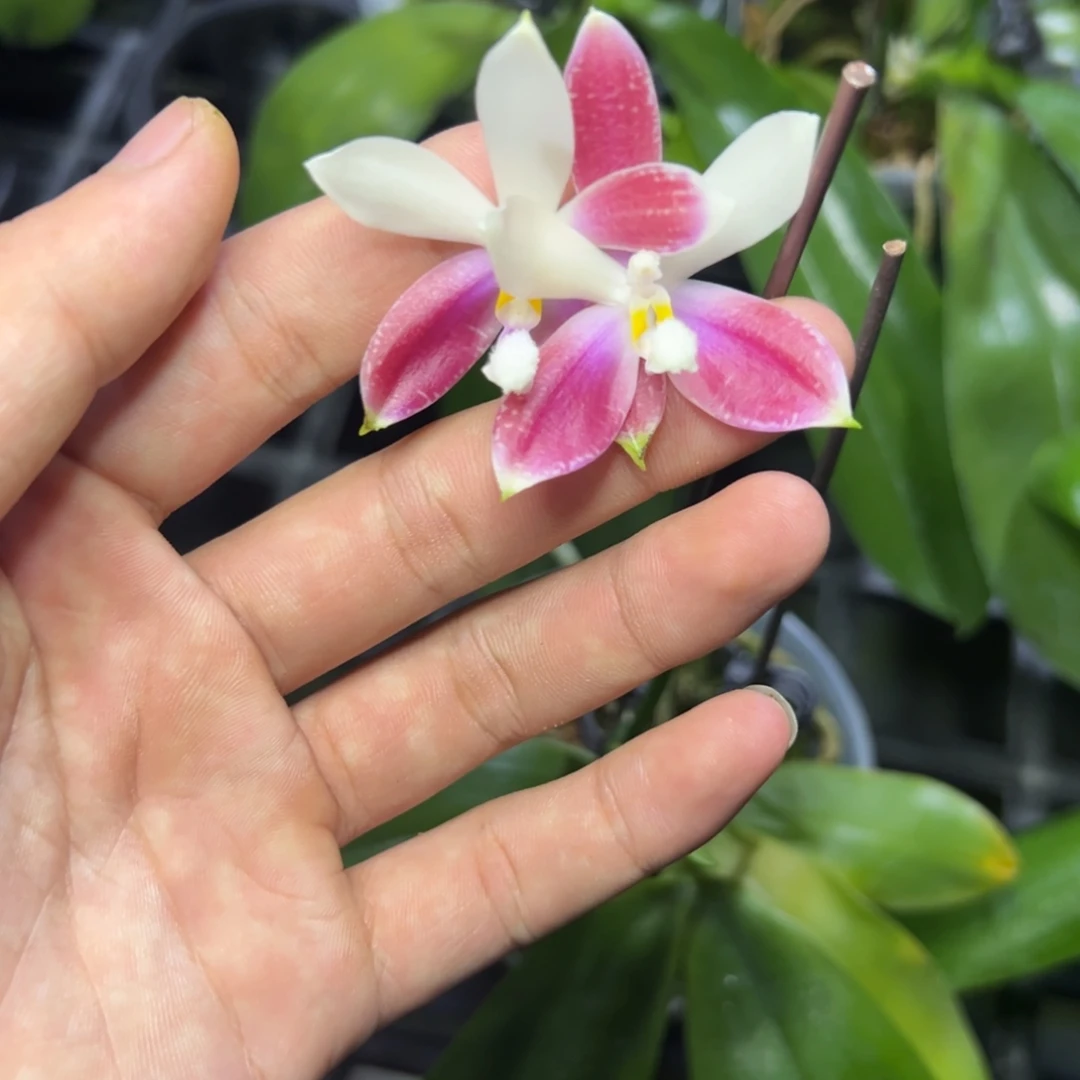 完全开放l773三寸gg