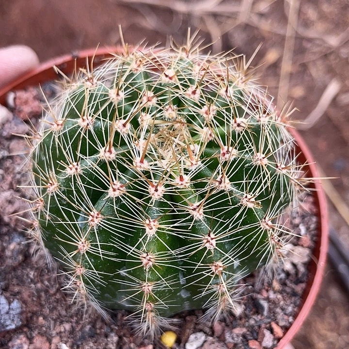 161号密刺实生彩草