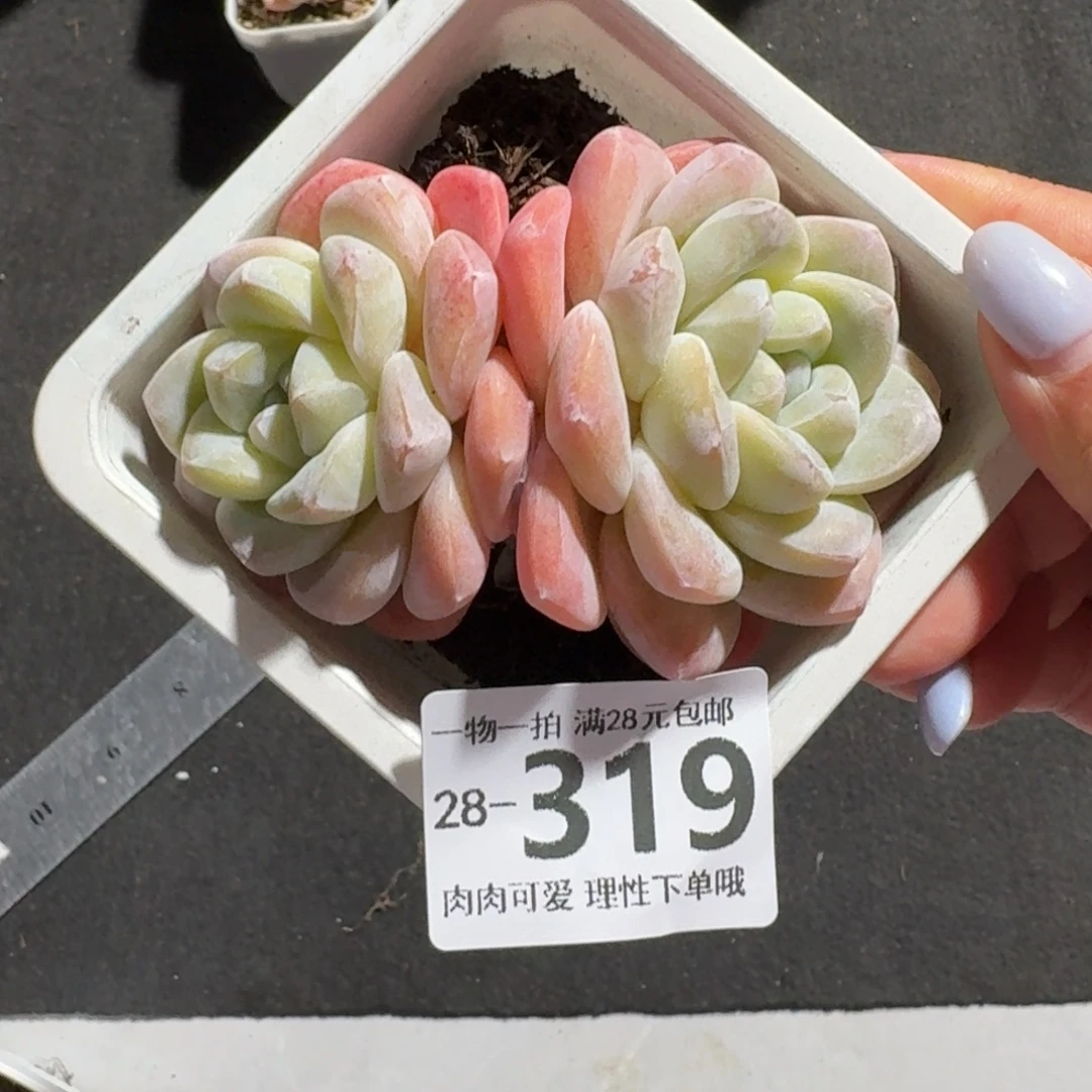 冰玉无盆土发货无