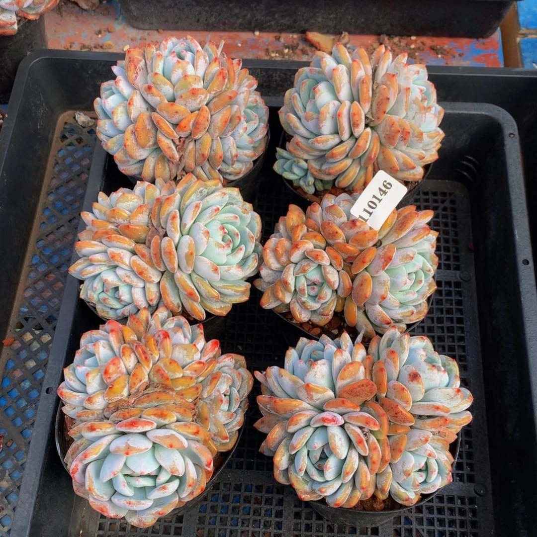 110146六个嗯嗯嗯嗯嗯嗯嗯好喜欢