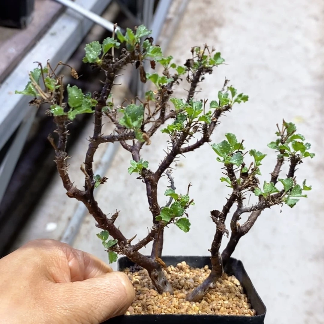 【闪购商品】旱枝洋葵 叶子香