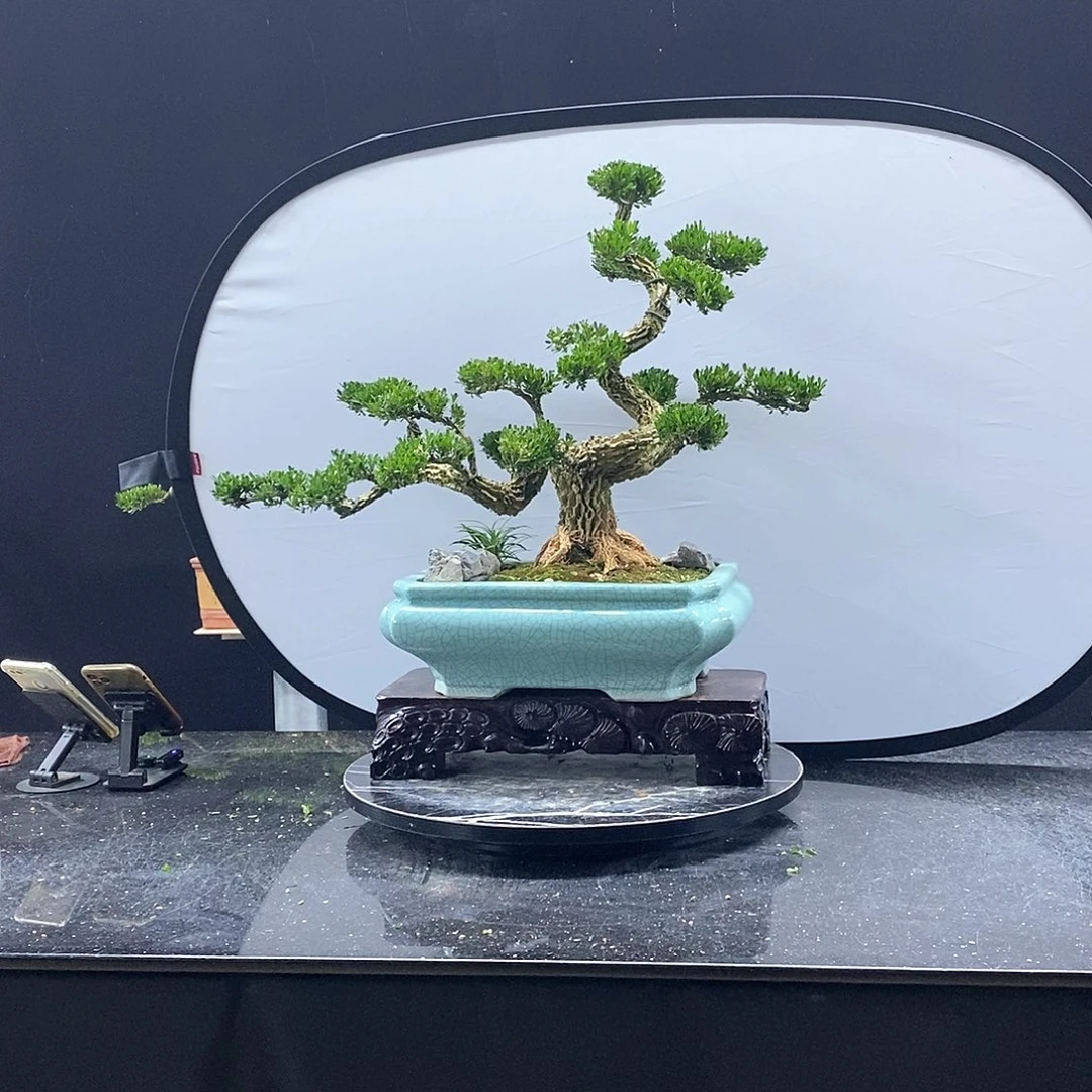 无花朵黄杨盆景艺术