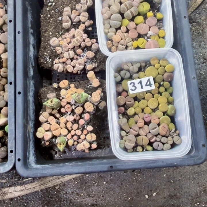 314 生石花一物一图如图