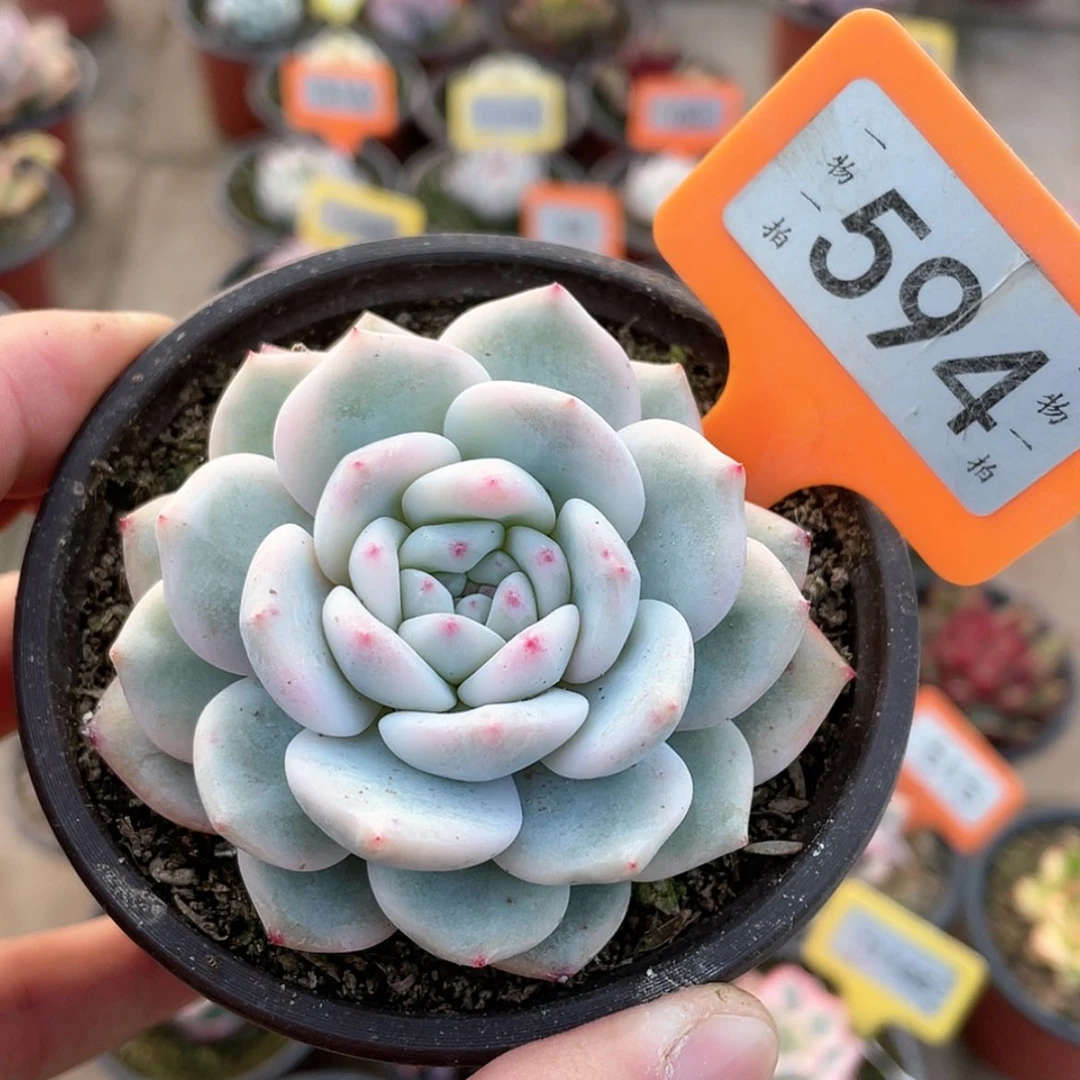 【闪购商品】594号