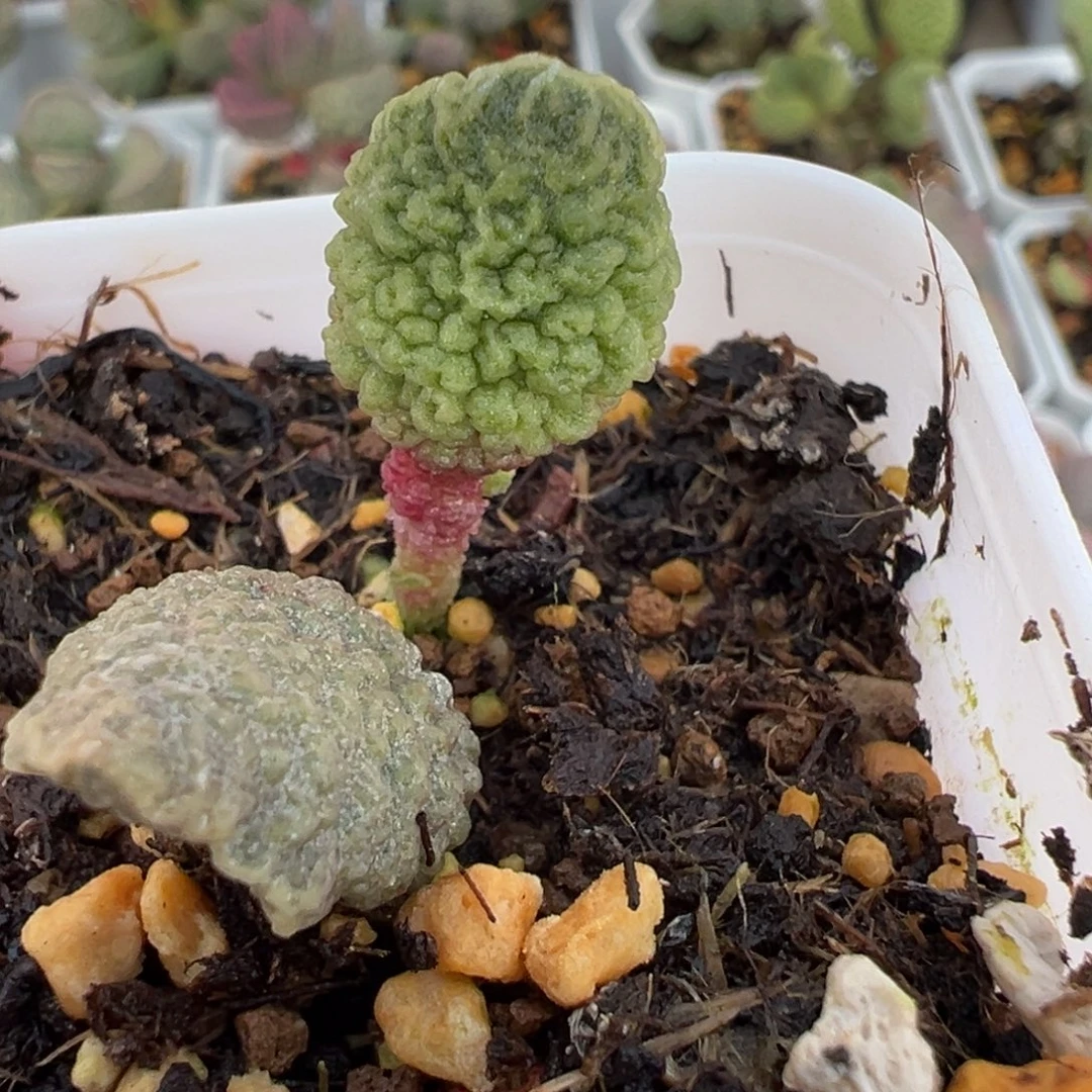 脑纹实生新品大苗多肉植物