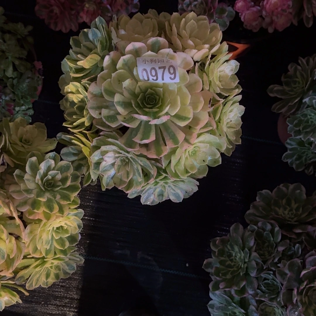 岚****雨荷多肉植物0979