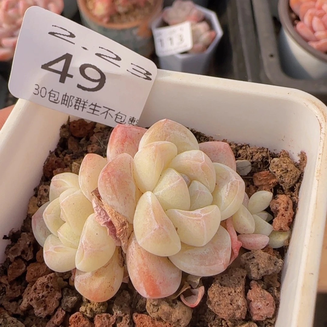 小脸冰玉一颗脱土发货