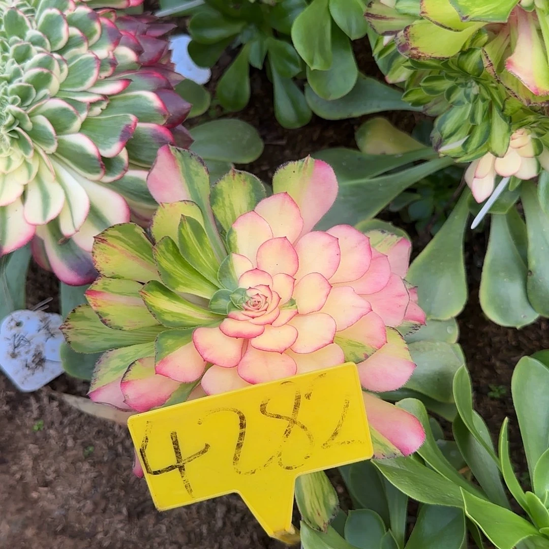 4282---多头多肉植物嫁接的