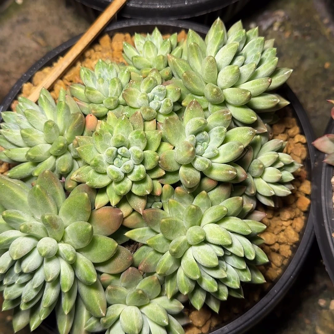 连***清多肉植物群生暗纹2