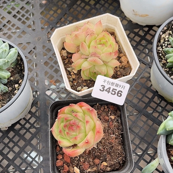 阿雅园艺。      3456