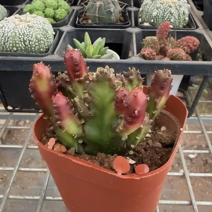 红珊瑚多头7仙人球