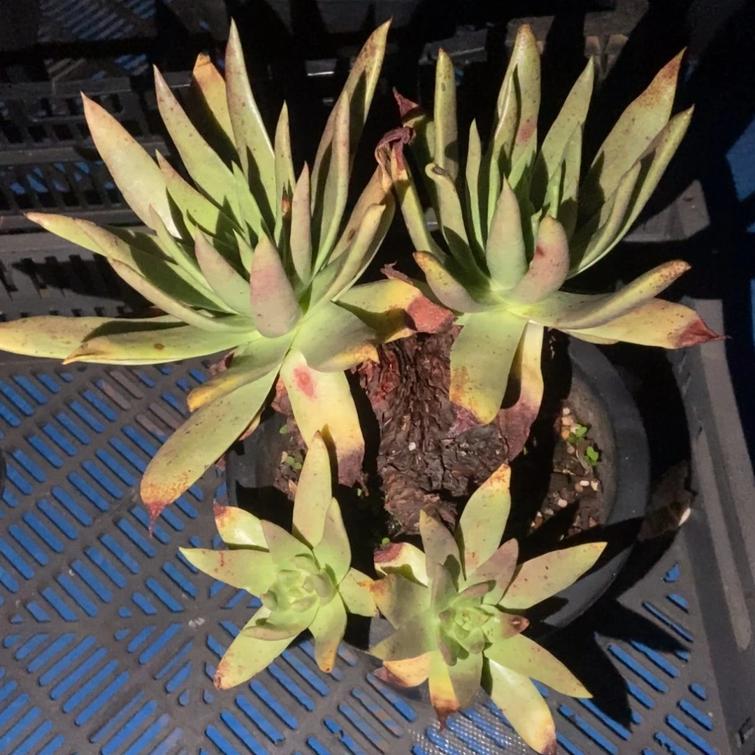 伊静思多肉植物啦啦啦
