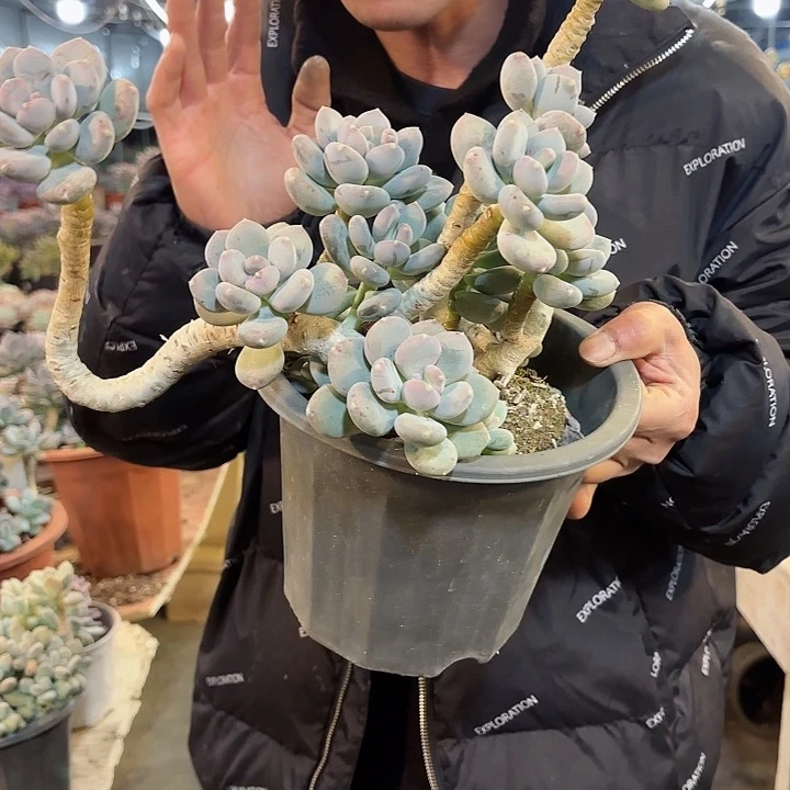 咖啡美人群生老桩精品