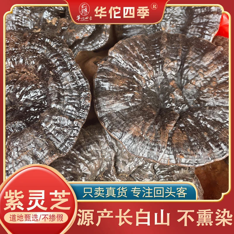 华佗四季紫灵芝 长白山道地甄选 深山林下紫灵芝阳光晾晒不熏不染