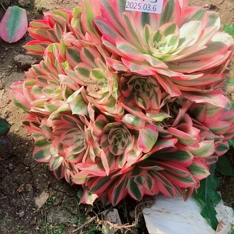 明***?3.6-75女巫多肉植物