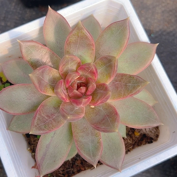 *****糖心美人多肉一个人的