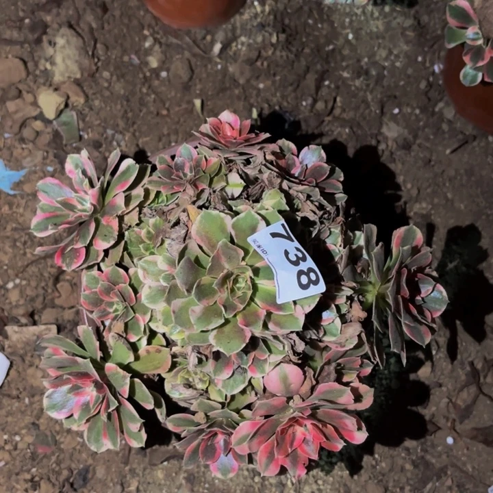738青苹果多肉植物不售后