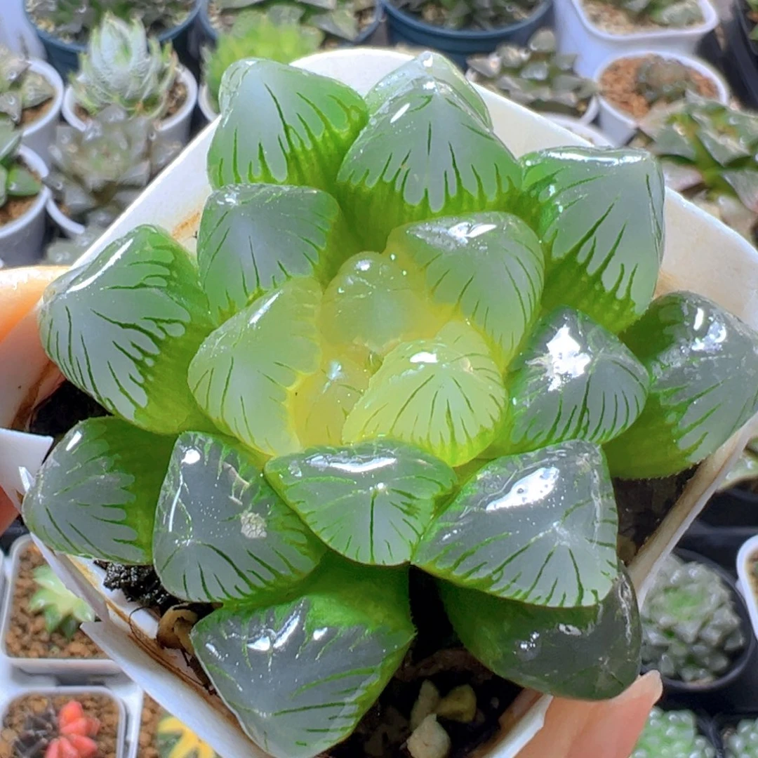 糖心玉露多肉多肉一颗