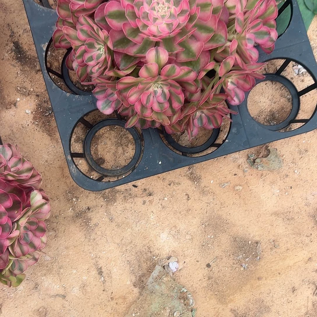 余***丽精品多肉植物倾城