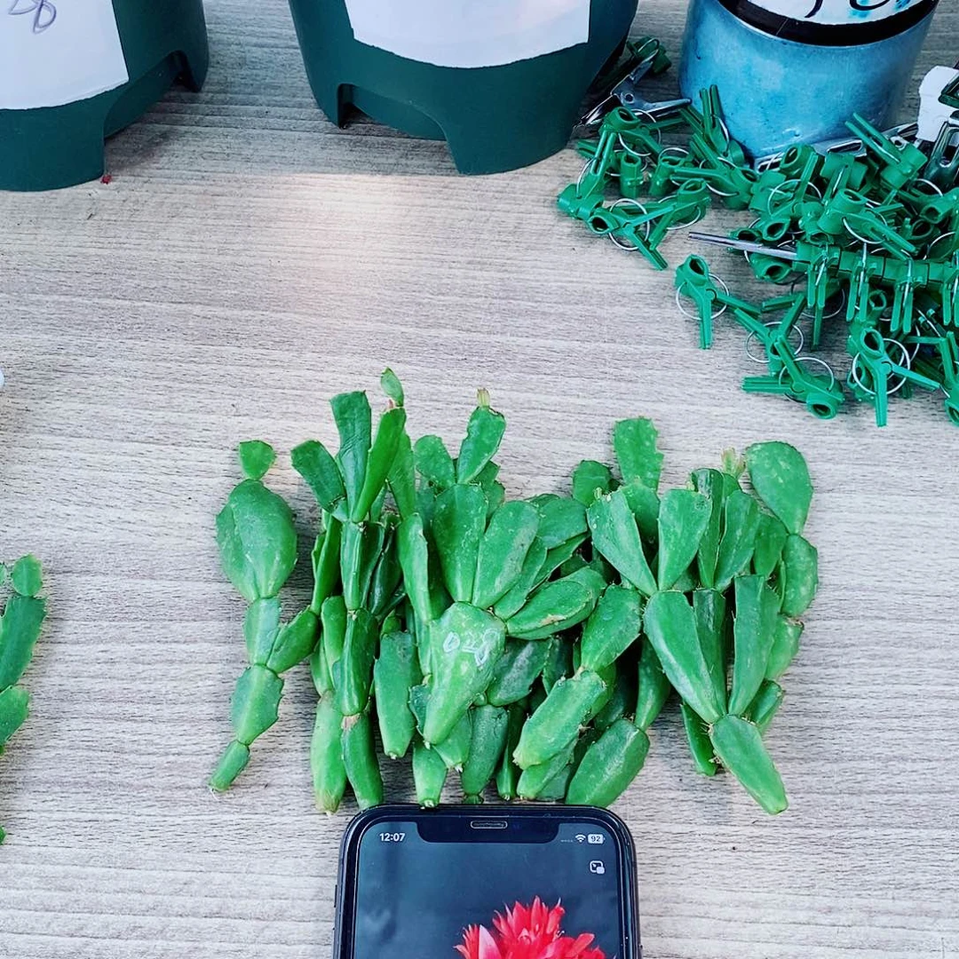 无花朵028叶片嫁接接穗12片福利
