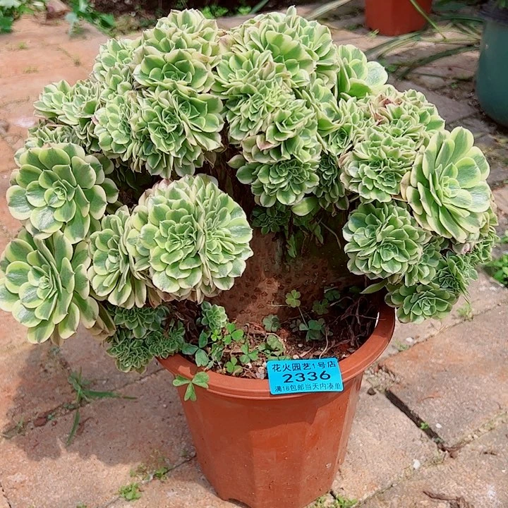 绿豆沙缀2336多肉植物