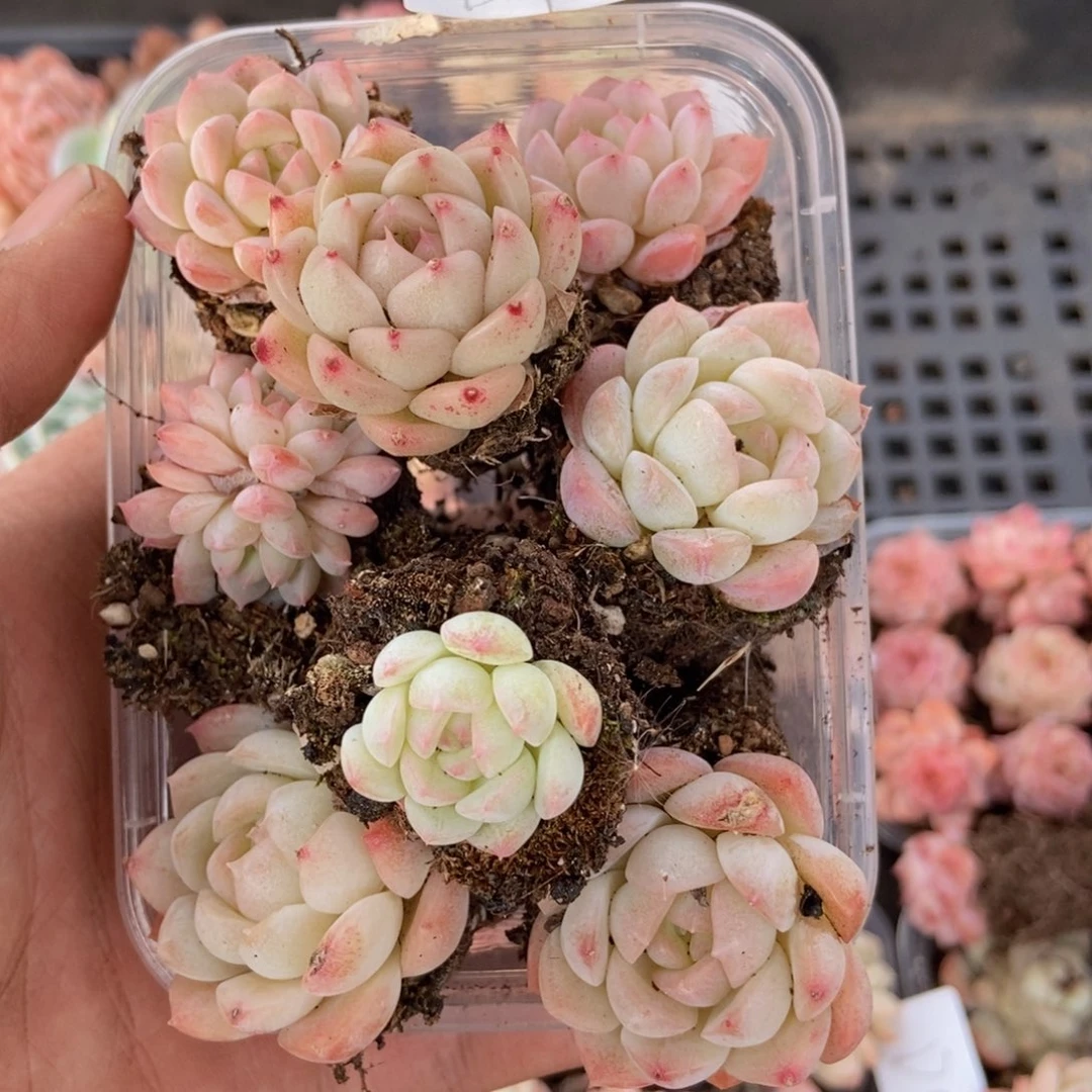 春泥家框拍链接D1