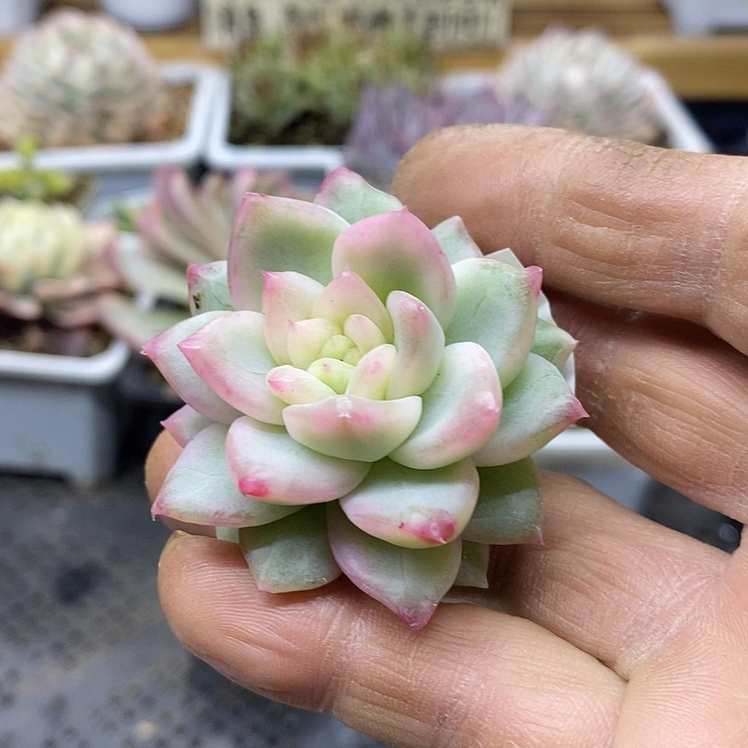 2637 优秀基因冰月亮锦头盖 需延时发货