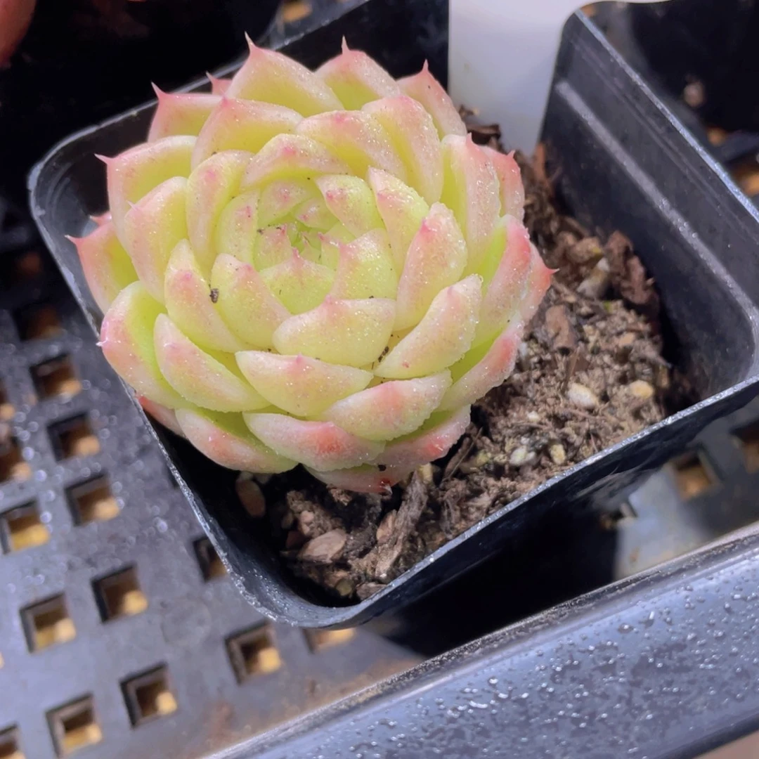 912号 睫毛果冻麦秆单头