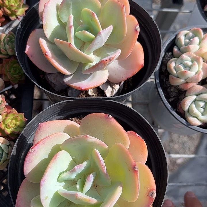 粉凤大单头多肉植物精品