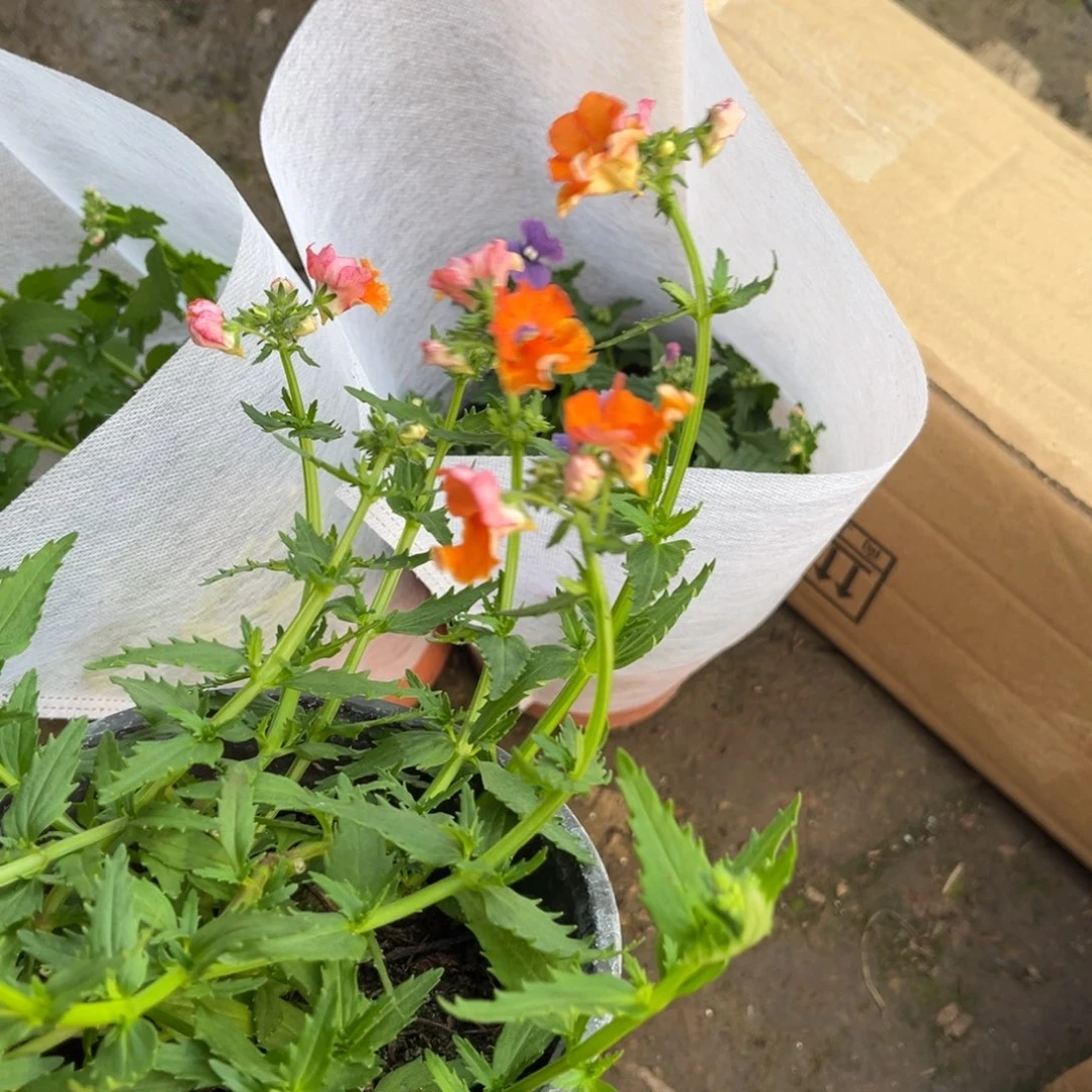 予****9211龙面花橙色一颗