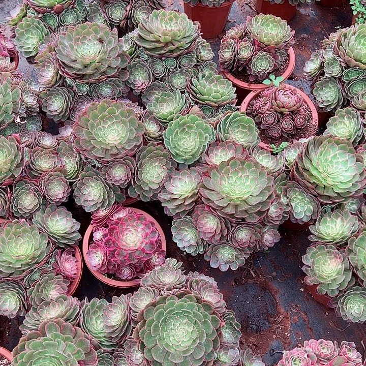 莲花座多肉植物大战