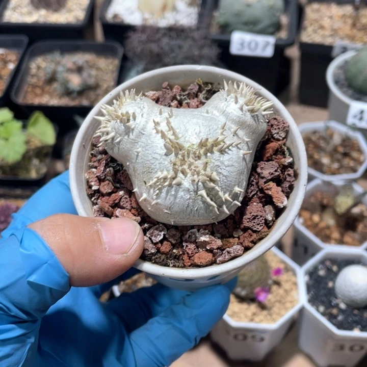 不***陆375惠比须笑块根