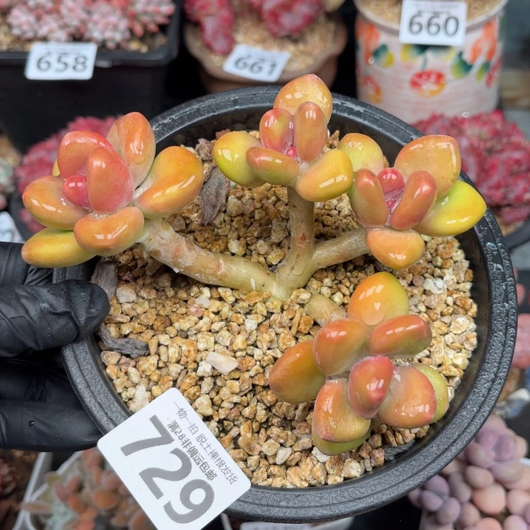 芒果Kk奶无盆土发货