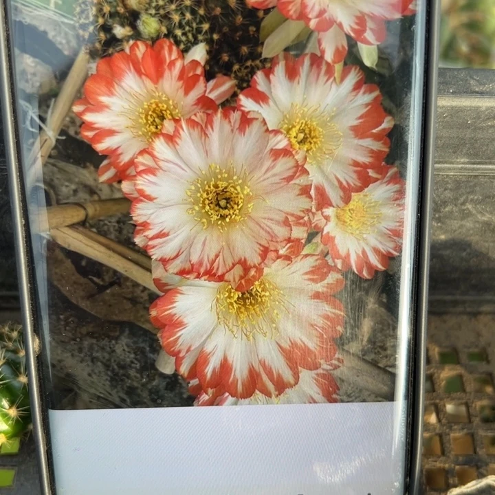 25丽花116歪无根侧芽3公分左右20包邮