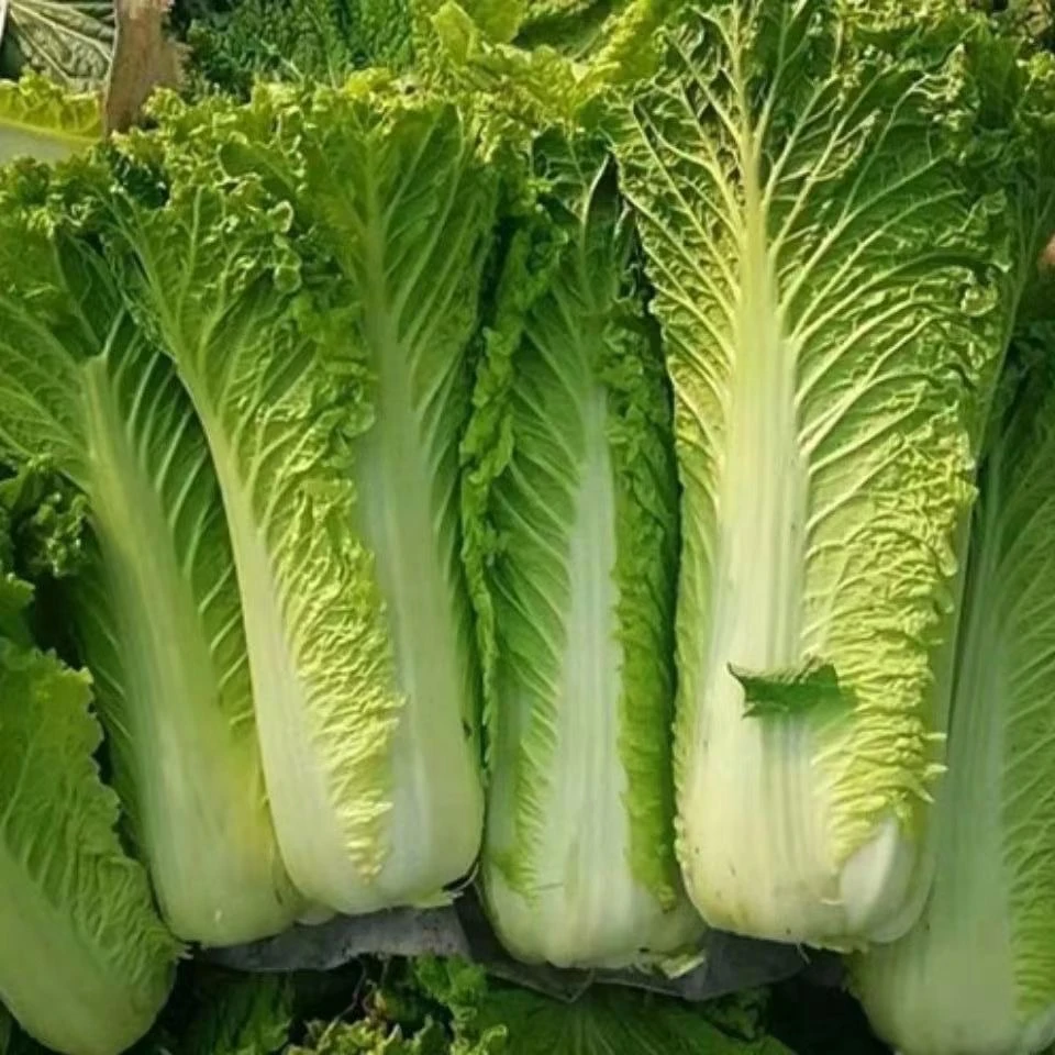 青口白菜贵州农家高山露天种植菜新鲜无污染绿色蔬菜清甜青口白菜