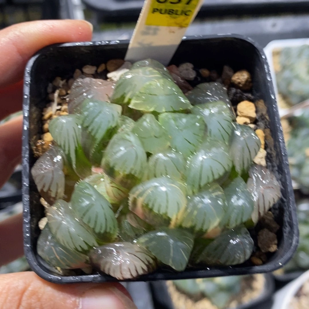 637号实生湖水玉露锦