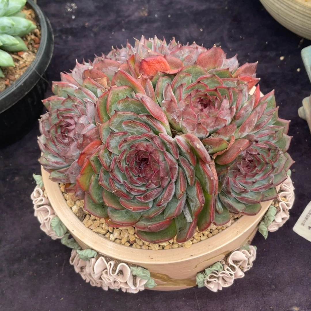 米****蓝色妖姬群生多肉植物一物一拍
