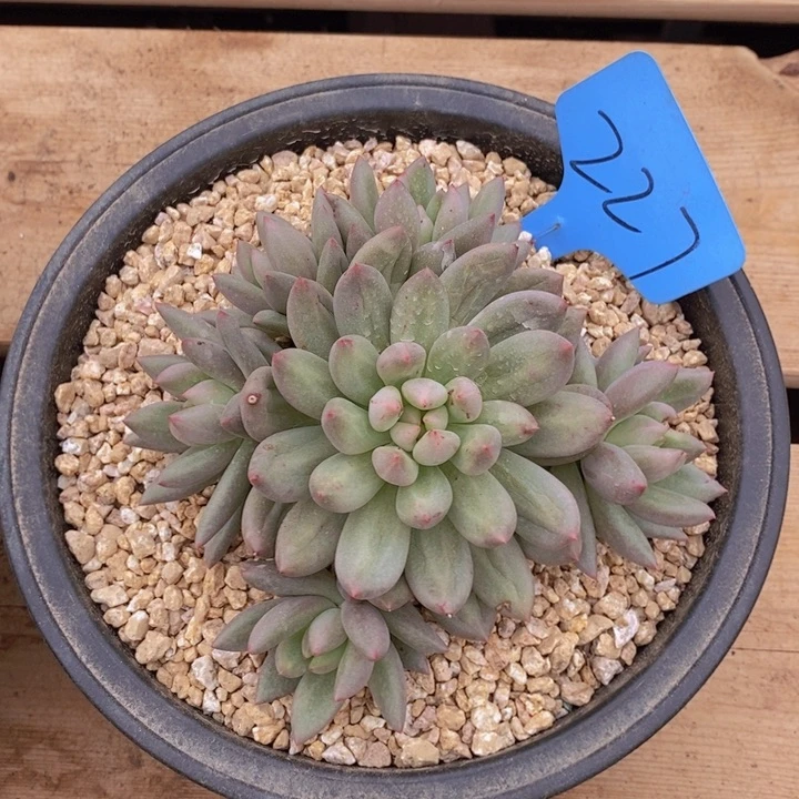 这一系列改革方案还