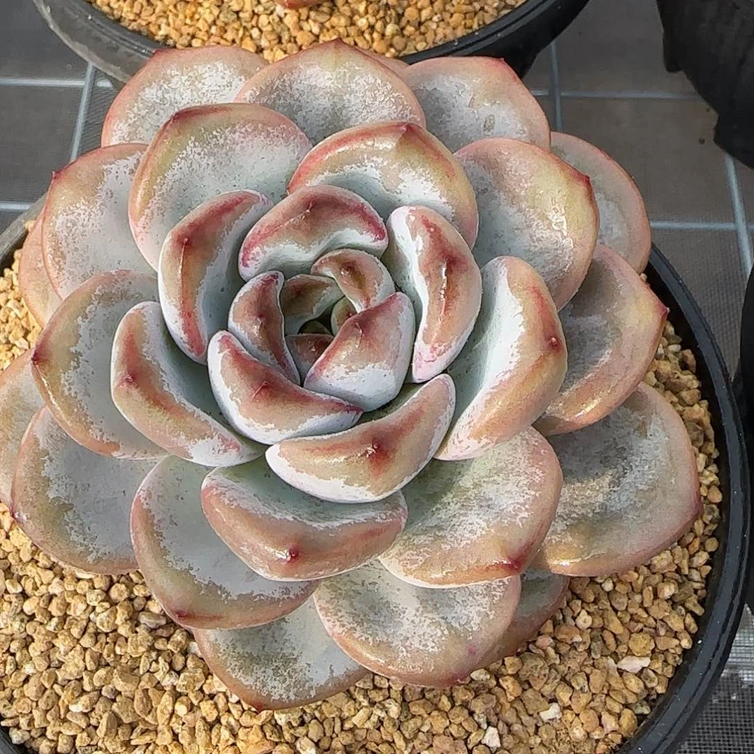 从前慢花园精选星星雪