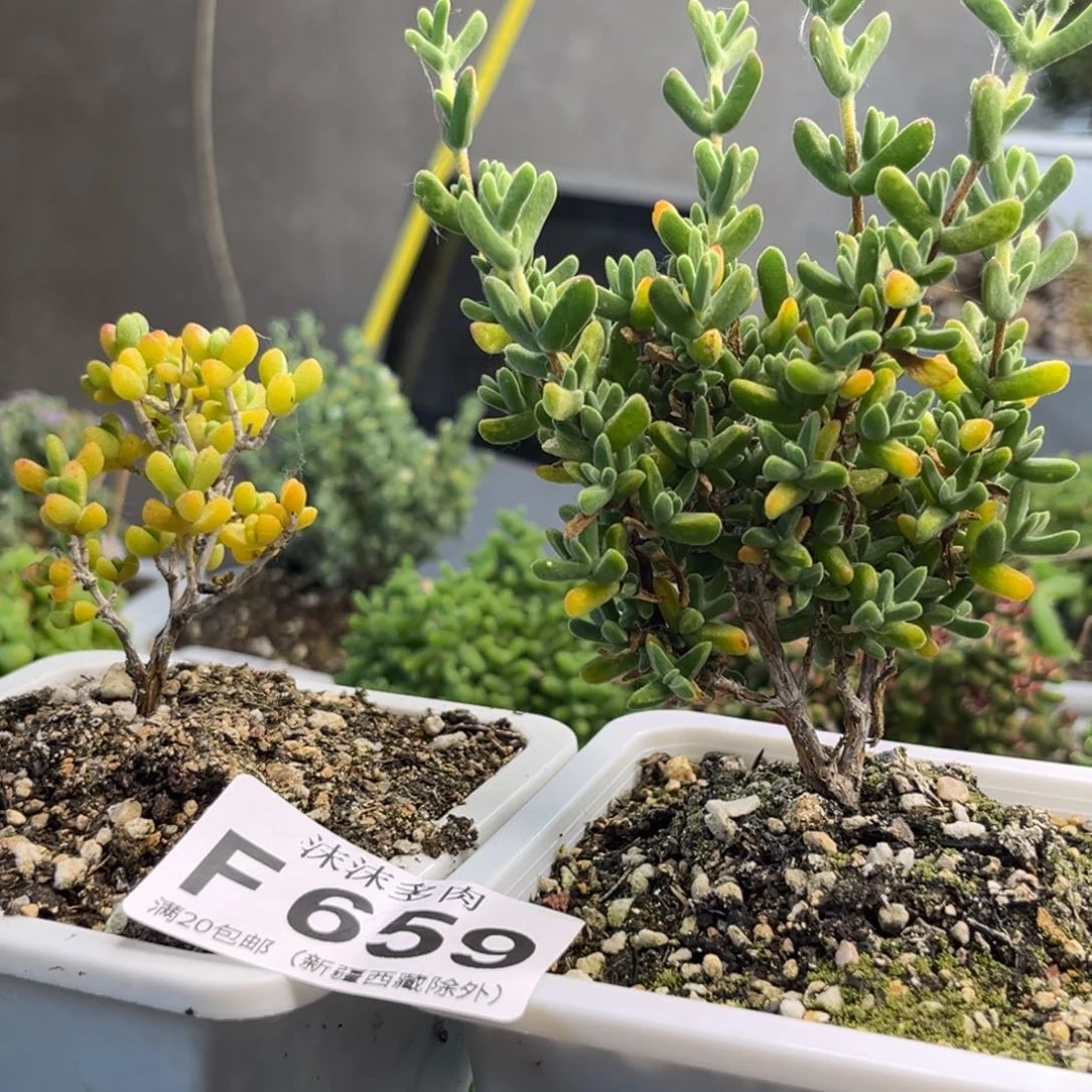 布**辣虾钳缀化 爱心 659。