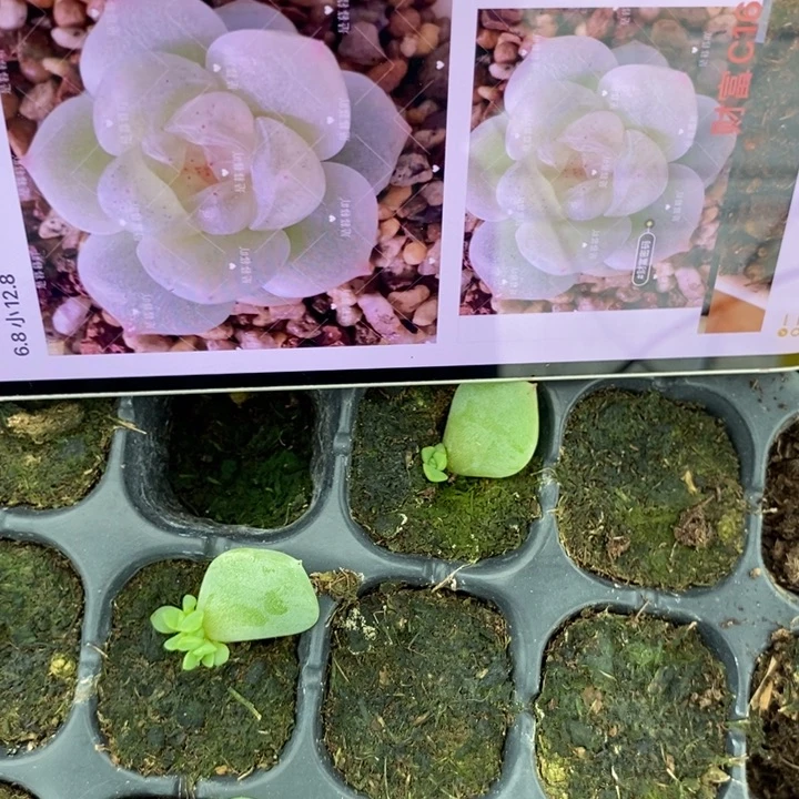 蜜语财富花开c16芽苗一个多肉