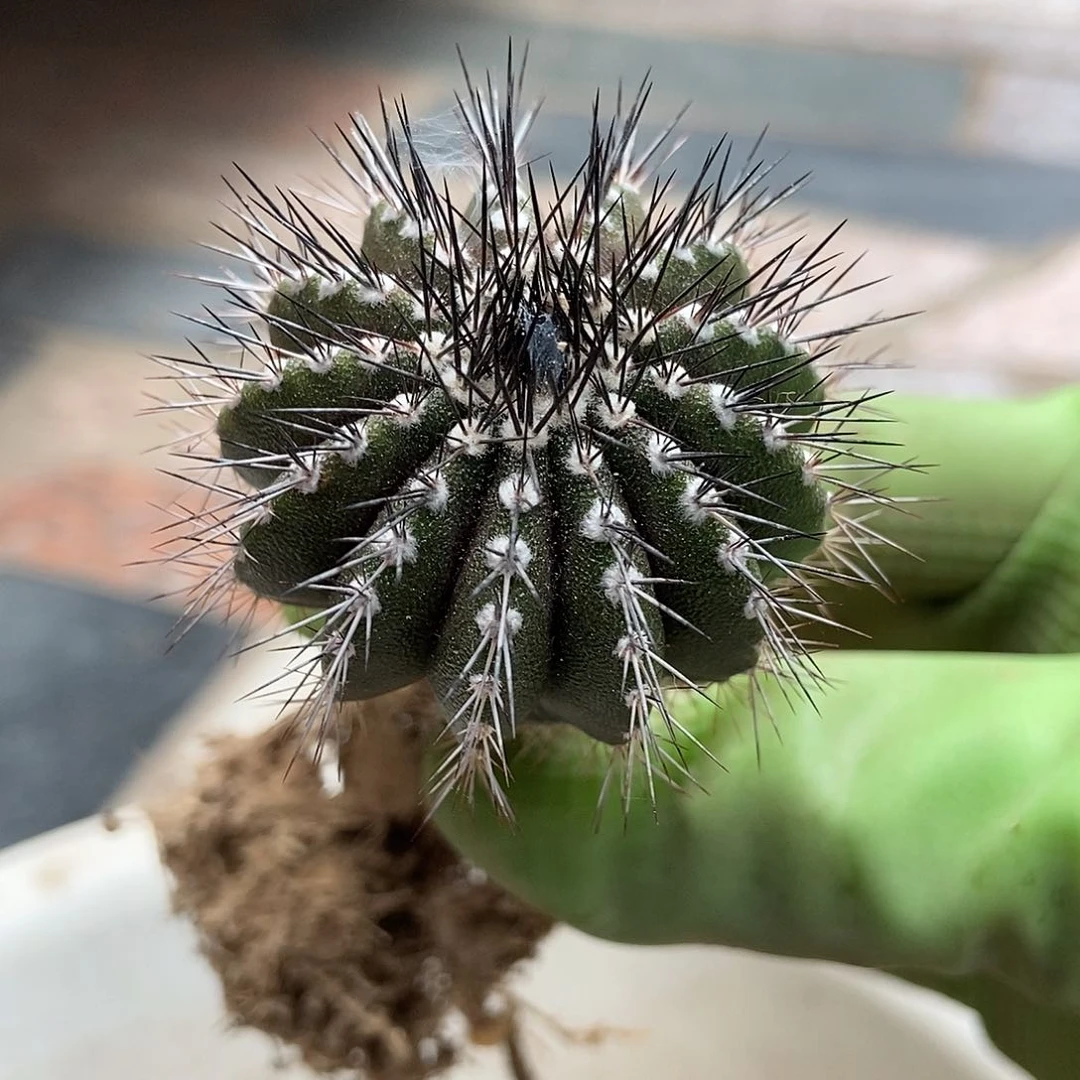 实生尤博球仙人球