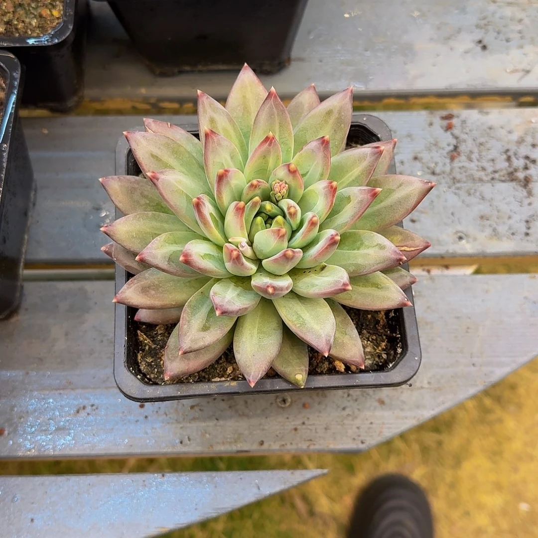 美人系单头一颗竞拍